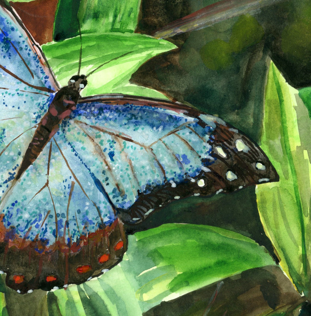 Blue Butterfly 7 by 5 - Giclée Fine Art Print