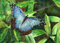 Blue Butterfly 7 by 5 - Giclée Fine Art Print